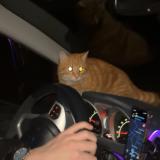 Picture of cat found at Monts