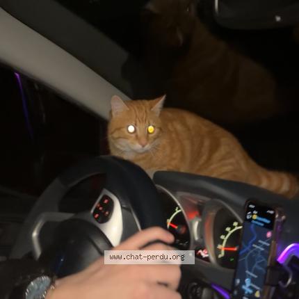 Photo 1/1 Found cat Found in Monts