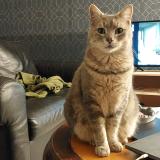 Picture of cat lost at Grisy Suisnes