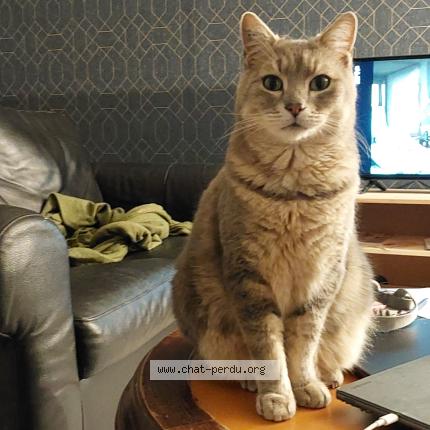 Photo 1/1 Briard Chat lost in Grisy suisnes