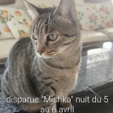 Picture of cat lost at Marseille