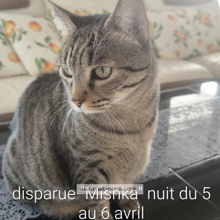 Photo 1/1 Mishka Chat lost in Marseille