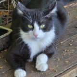 Picture of cat found at Thure