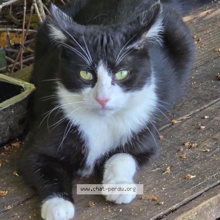 Photo 1/1 Found cat Found in Thure