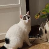 Picture of cat lost at Laxou