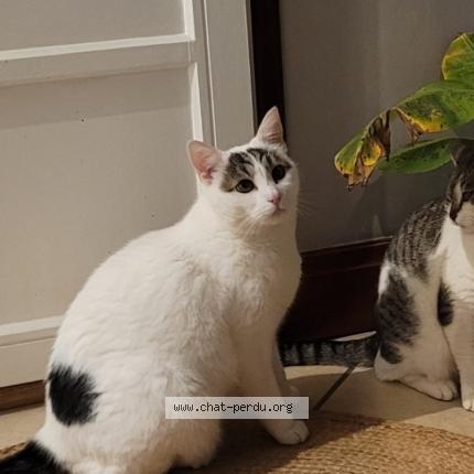 Photo 1/1 Cat reunited Lost in Laxou