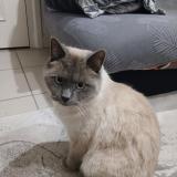 Picture of cat lost at Roussillon