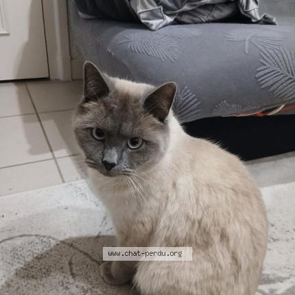 Photo 1/1 No&eacute; Chat lost in Roussillon