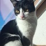 Picture of cat lost at Richwiller