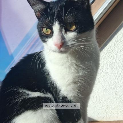 Photo 1/1 Blue Chat lost in Richwiller