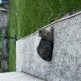 Picture of cat found at Livron Sur Drome