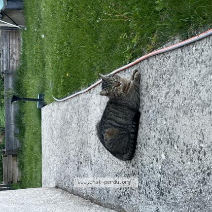 Photo 1/1 Found cat Found in Livron sur drome