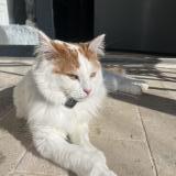 Picture of cat lost at Marliens