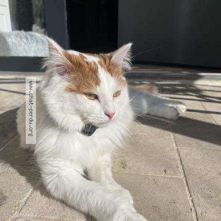 Photo 1/1 Zelda Chat lost in Marliens