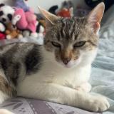 Picture of cat lost at Margerie Chantagret