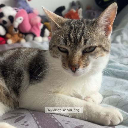 Photo 1/1 Canaille Chat lost in Margerie chantagret