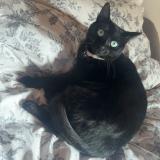 Picture of cat lost at L Albenc