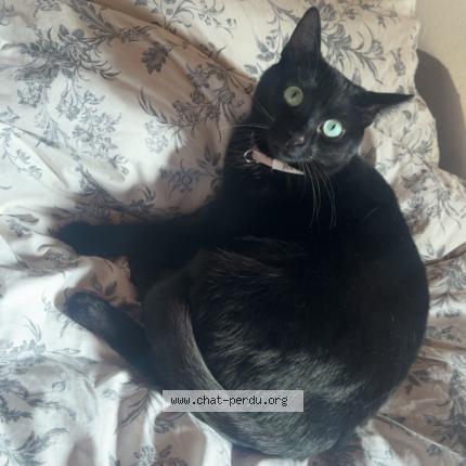 Photo 1/1 Zoé Chat lost in L albenc