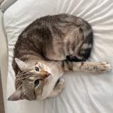 Picture of cat lost at Nancy