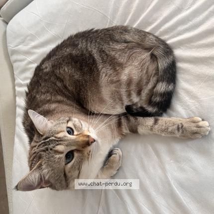 Photo 1/1 Azur Chat lost in Nancy