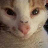 Picture of cat lost at Vaureal