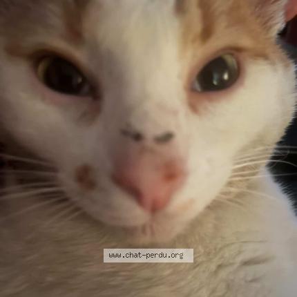 Photo 1/1 Blanco Chat lost in Vaureal