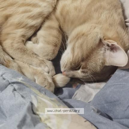 Photo 1/3 Sakura Chat lost in Corbeil essonnes