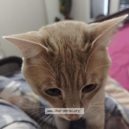 Photo 2/3 Sakura Chat lost in Corbeil essonnes