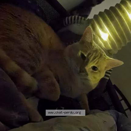 Photo 3/3 Sakura Chat lost in Corbeil essonnes