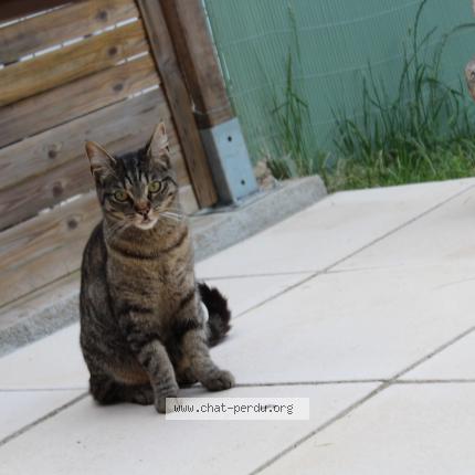 Photo 1/1 Umi Chat lost in Bourbon l archambault