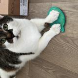 Picture of cat lost at Lyon