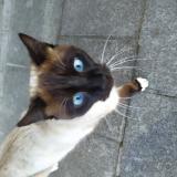 Picture of cat found at Anderlecht