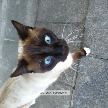 Photo 1/1 Found cat Found in Anderlecht