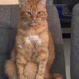 Picture of cat lost at Antibes