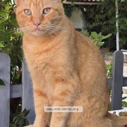 Photo 1/2 Mickey Chat lost in Antibes