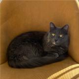 Picture of cat lost at Brech