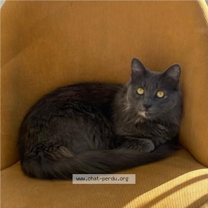 Photo 1/1 S&eacute;l&eacute;n&eacute; Chat lost in Brech