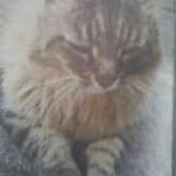 Picture of cat lost at Amboise