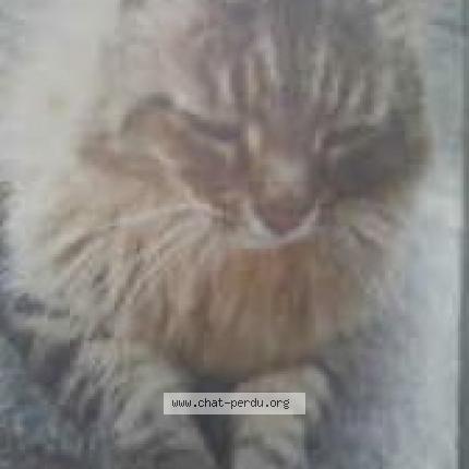 Photo 1/1 Engo Chat lost in Amboise