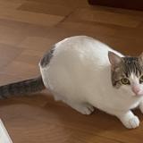 Picture of cat found at Montfermeil