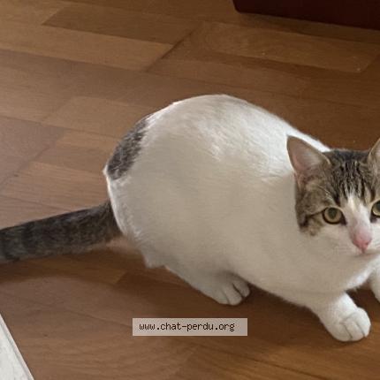 Photo 1/1 Found cat Found in Montfermeil