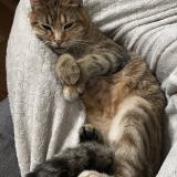 Picture of cat lost at Angouleme