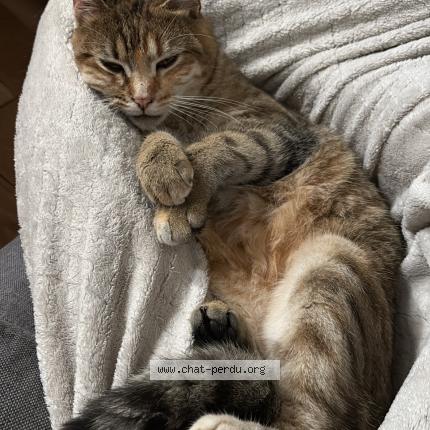 Photo 1/1 Vanille Chat lost in Angouleme