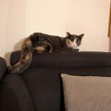 Picture of cat lost at Saint Martin De Nigelles