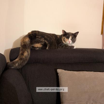 Photo 1/1 Ticca Chat lost in Saint martin de nigelles