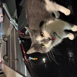 Picture of cat found at Lille