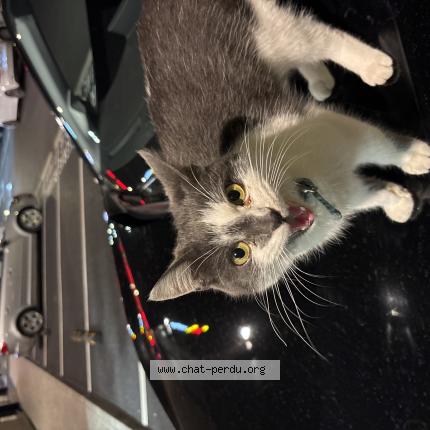 Photo 1/1 Found cat Found in Lille