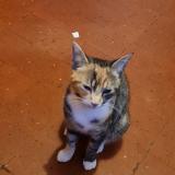 Picture of cat lost at Le Chambon Feugerolles