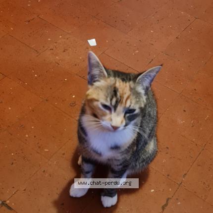 Photo 2/2 Cerise Chat lost in Le chambon feugerolles