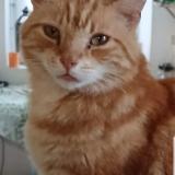 Picture of cat lost at Inguiniel